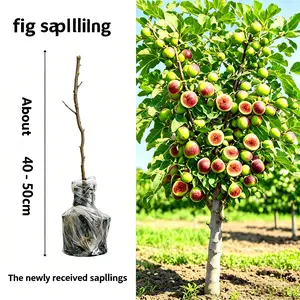 2026 Trend Fig Tree Seedlings, Dwarf Fruit Shrub, Perennial Edible Garden Plant, Outdoor Orchard Sapling, Potted Landscape Greenery, Cold Hardy, Drought Resistant, Fast Fruiting, Sweet Harvest, Low Maintenance, Easy Grow for Yard Patio Balcony,