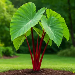 Hawaiian Punch Elephant Ear Bulbs for Planting -Rare Coloring - Perennial Hosta, Elephant Ears, Fancy (1 Elephant Ear Bulb)