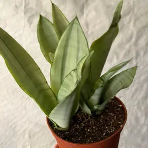 Moonshine Snakeplant | Sanseveria | 6” | Plants for Home and Garden