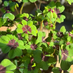 Oxalis Iron Cross in 6” Pot Live Houseplants