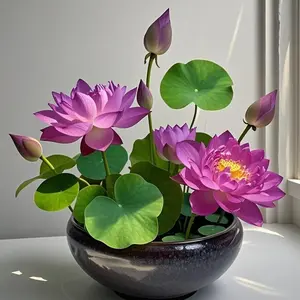 20 Pcs Purple Double-Petal Bowl Lotus Seeds – Rare Layered Bloom, Easy to Grow, Perfect for Containers & Balcony Water Gardens