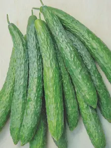 Green Dragon Burpless Cucumber Seeds