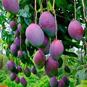 2025 New Methley Plum Tree, Heirloom & Open-Pollinated Variety, Easy-to-Grow & Sweet, Non-GMO Fruit