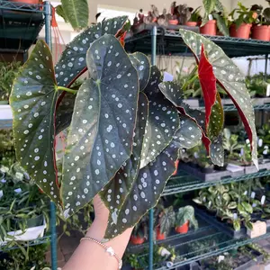 Angel Wing Begonia ‘Harmony’s Mango Tango’ - 6” pot