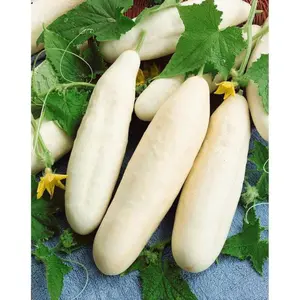 White Wonder Cucumber Seeds