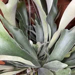 Staghorn Fern