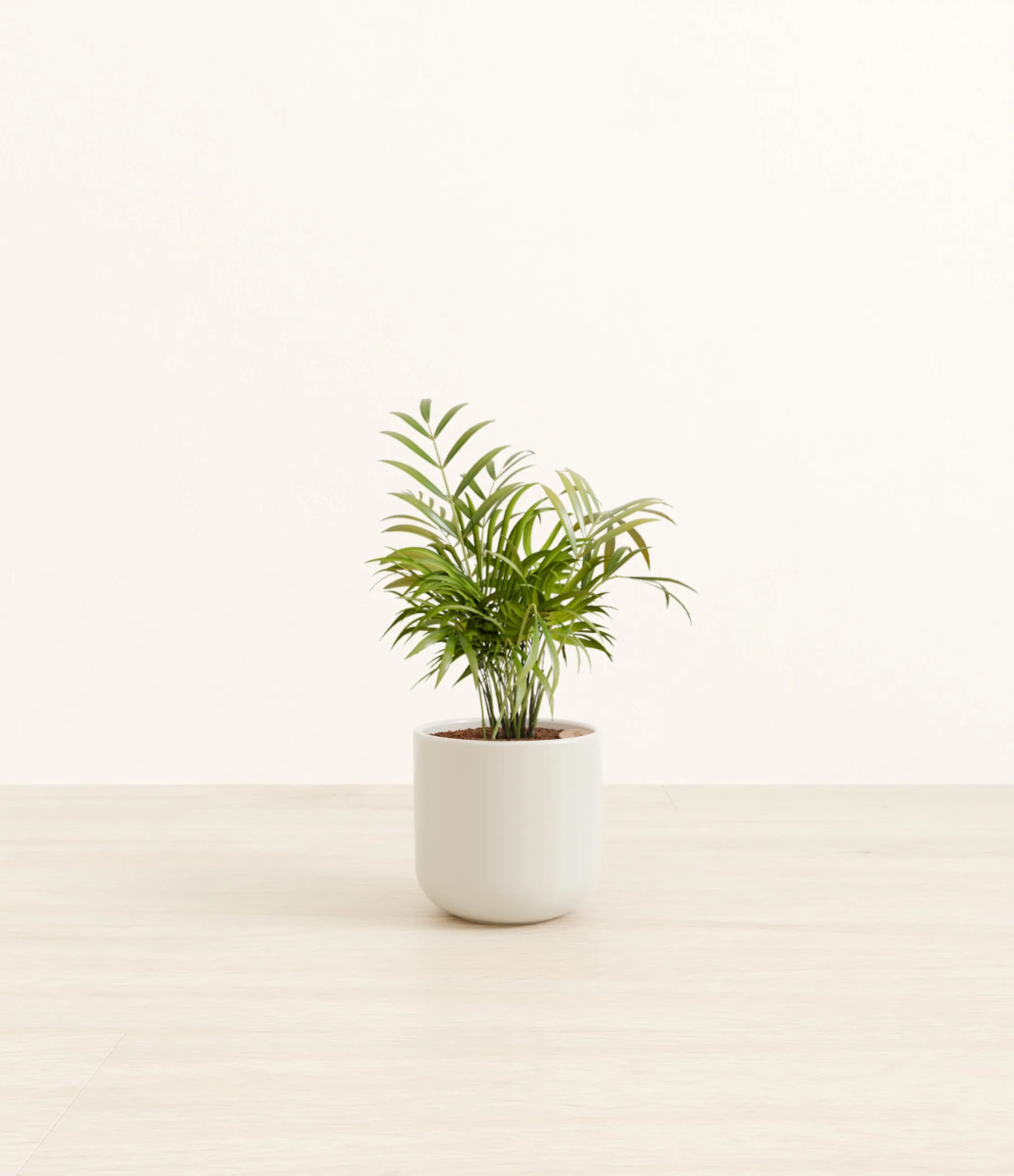 Parlor Palm Parlor Palm