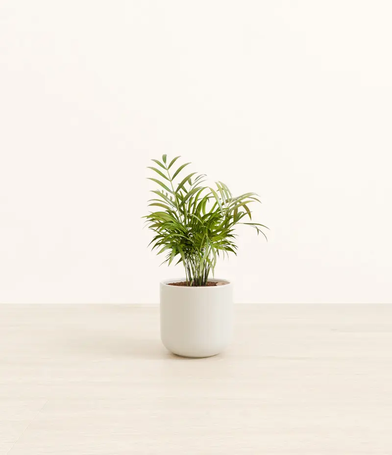money plant from seeds Honesty/Money plant seeds – Green Zebra Markets
