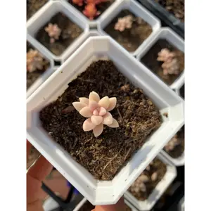 Graptopetalum Mirinae cutting (single head cutting) - April Farm/Rare Succulents