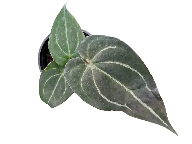 anthurium portillae x pap - TikTok Shop