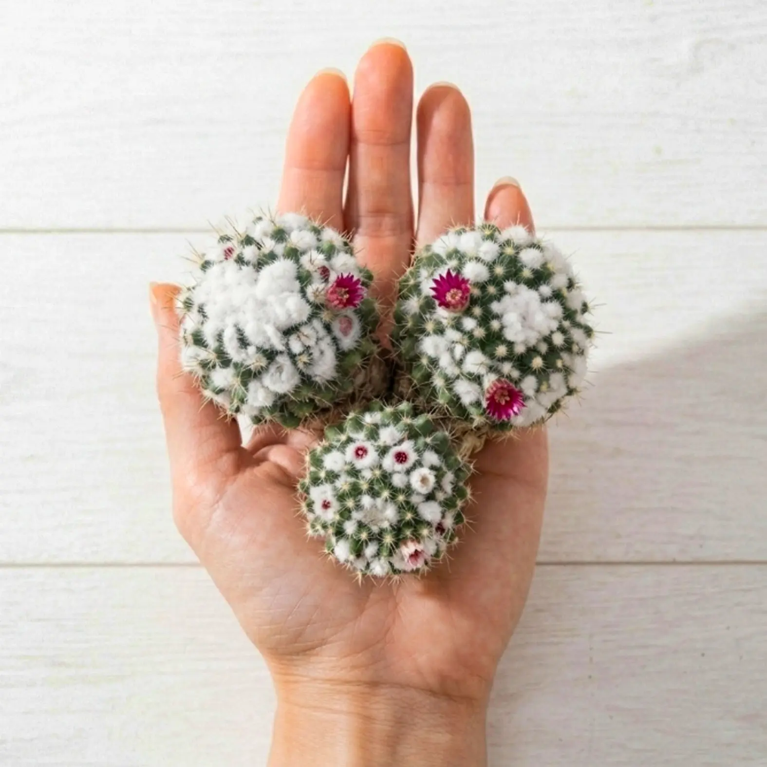 Snowball Mammillaria Cactus, White Fuzzy Clumping Succulent, Flowering Cactus for Balcony Decor