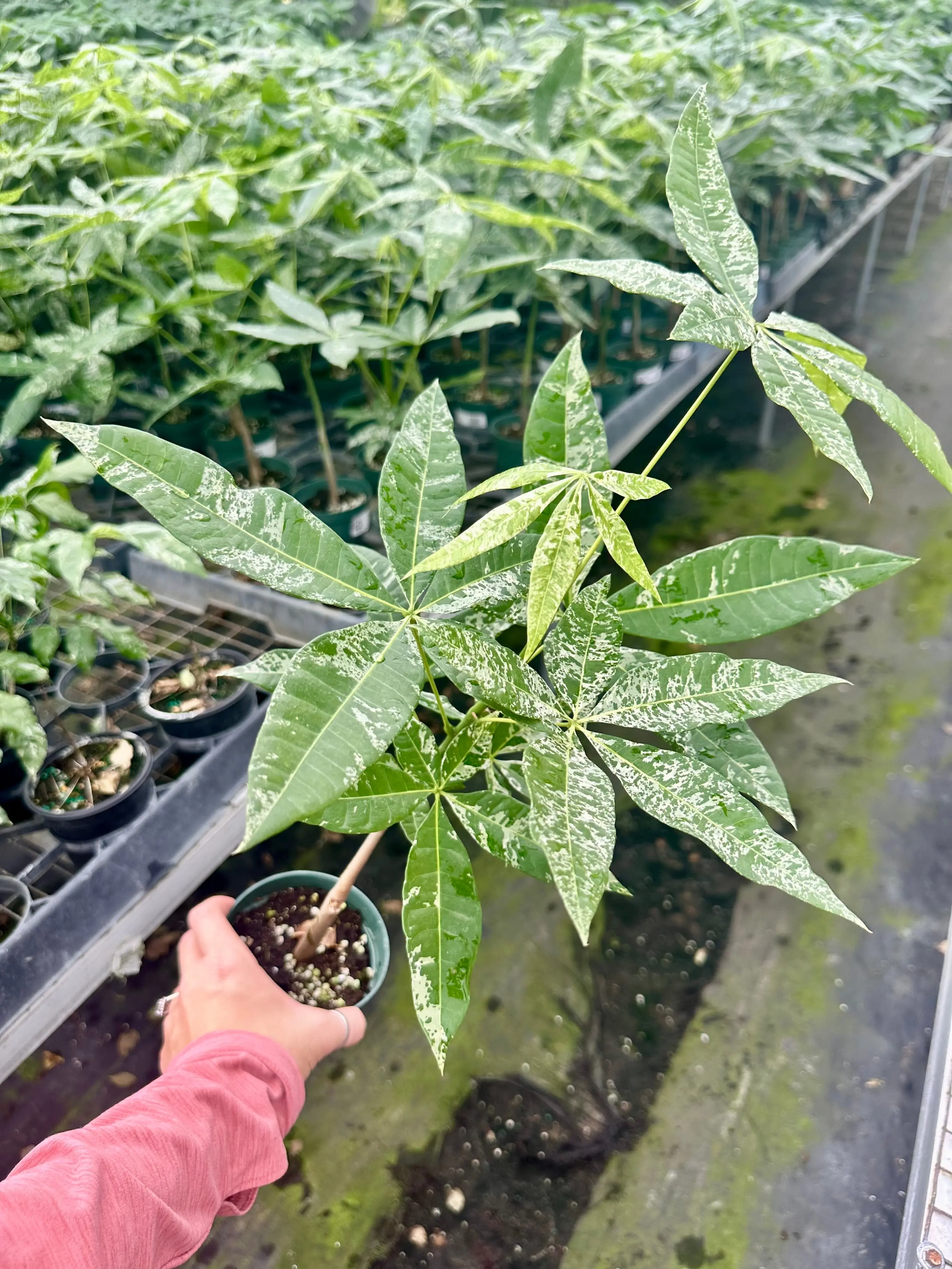 Money Tree variegated - 4” pot