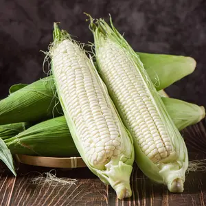 Waxy Corn Seeds - Sticky Corn - Bắp Nếp Trắng - Sweet Glutinous Corn for Summer - 17cm Long - Popular in Southeast Asia - 58 Days Maturity