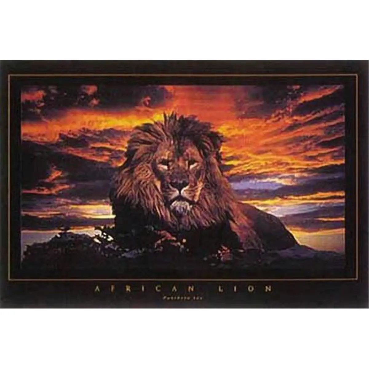 24" x 36" Lion Poster