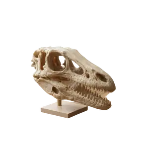 Life-Size Velociraptor Skull Replica with Display Stand - 3D Printed Bone Desktop Fossil