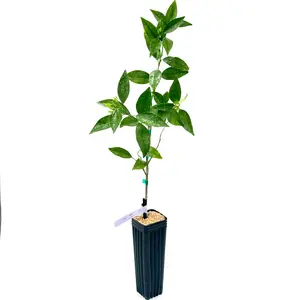 Nippon Orangequat Tree | No Ship CA AZ LA FL | US Citrus Nursery | Sweet Tart Edible Peel, Satsuma Kumquat Hybrid, Natural Live Citrus Plant, Cold Hardy Indoor Outdoor Fruit Tree