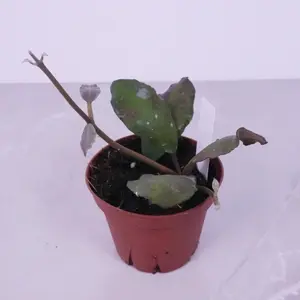 Hoya Waymaniae 4” | Rare Textured Hoya | Wax Plant