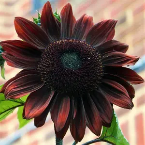 50 Pcs Chocolate Cherry Sunflower Seeds for Planting -  - Beautiful Giant Flower