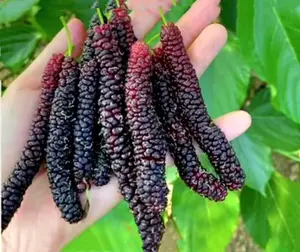 200 Pakistan Mulberry Fruit Tree Seeds - Rare Morus Variety with Dense Fruit