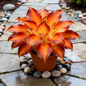 Hosta Seeds 800+ Perennials with Deep Foliage for Borders in Shaded Areas Low Maintenance Perennial Shade Plant for Garden Beds Borders and Woodland Style Areas Ideal for Layered Designs