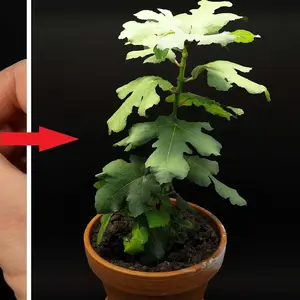 Fig Tree - 'Black Mission' - Fruiting Fig Tree - Ficus Carica