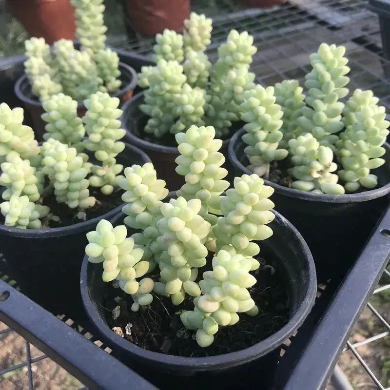 4 Packs Burro's Tail Sedum Morganianum Donkey's Tail Rooted in 2 inch Planters
