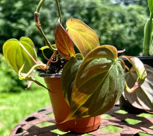 2 Pack 4" Starters Philodendron Micans 4" Potted Live Houseplant, Velvet Leaf Heartleaf Philodendron, Easy Care Indoor Plant,