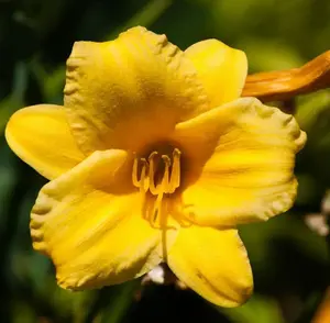 3 Golden Yellow Daylily Bulbs for Planting, Reblooming Daylilies Bulbs, Perennial Flowers Bulbs