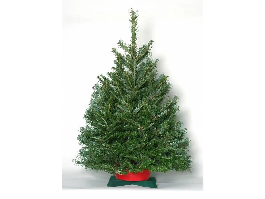 NW Orchids 3-4 ft Fresh-Cut Noble Fir Tabletop Christmas Tree with Stand, Festive Decor