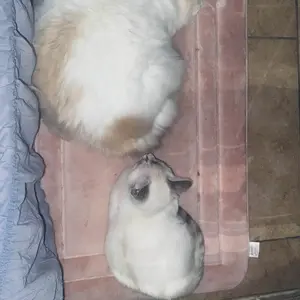 Product Review of Dezkly Cordless Vacuum Cleaner, 300W 23KPa Lightweight Stick Vacuum with 48mins Runtime Battery, 3 Suction, LED Display, Powerful Vacuum Cleaner with Sofa Brush for Hard Floor/Carpet/Pet Hair/Car from B**a M**z