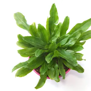 Culantro Seeds (Eryngium foetidum) Bold, long-lasting herb with intense cilantro flavor! Culantro thrives in heat, perfect for Latin & Asian dishes.