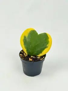 Hoya Kerri Variegated 2" Live Plant | Hoya Heart Cuttings | Rooted House Plants | Pet Safe Houseplants for Beginners | Hoya Starters Kerrii