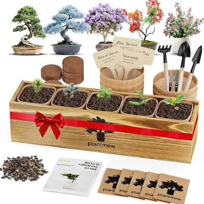 Black Locust Bonsai Tree - TikTok Shop