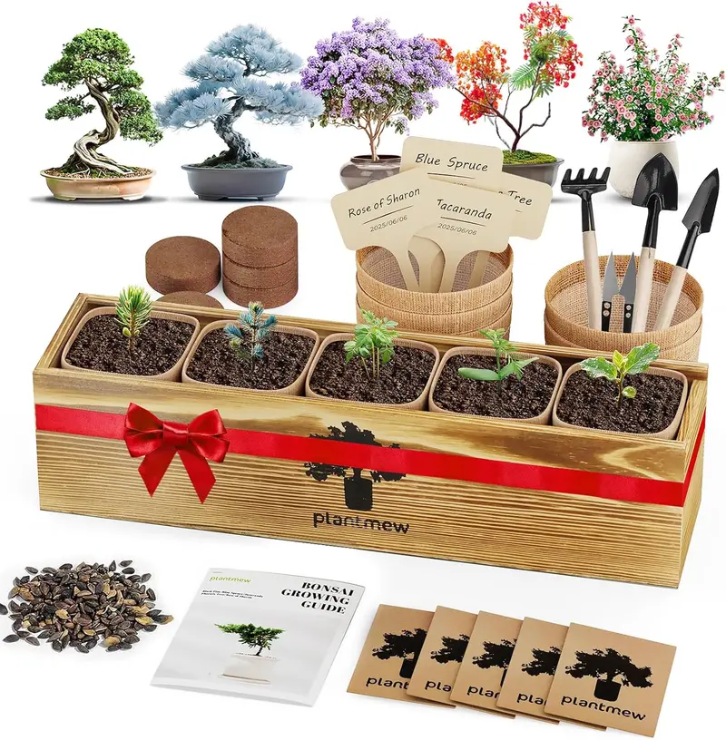 growing bonsai from seed - TikTok Shop