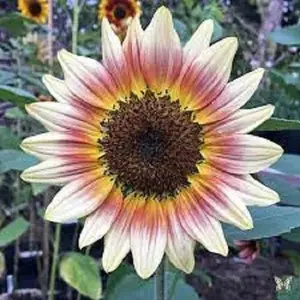Green River 25 Gypsy Charmer Sunflower Seeds - Flower Seed Pack, Pollenless Annual Variety, Tall Branching Blooms for Cottage Garden Appeal, Perennial Look with Summer Cut Flowersentral Disk & Sunny Petals