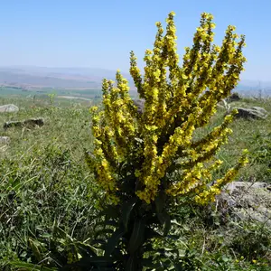 Organic Mullein Seeds (Verbascum thapsus) – 75+ Seeds for Herb Gardens, Medicinal Use, and Natural Remedies