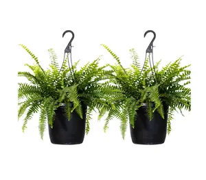 2-Pack Of Live Boston Fern Tropical Plants 20-24 in Wide in 10in Hanging Basket