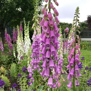 Organic Foxglove, Violet (Digitalis purpurea) – Tall, Dramatic Spikes, Beautiful Purple Flowers, Biennial, Pollinator Favorite – 50+ Seeds