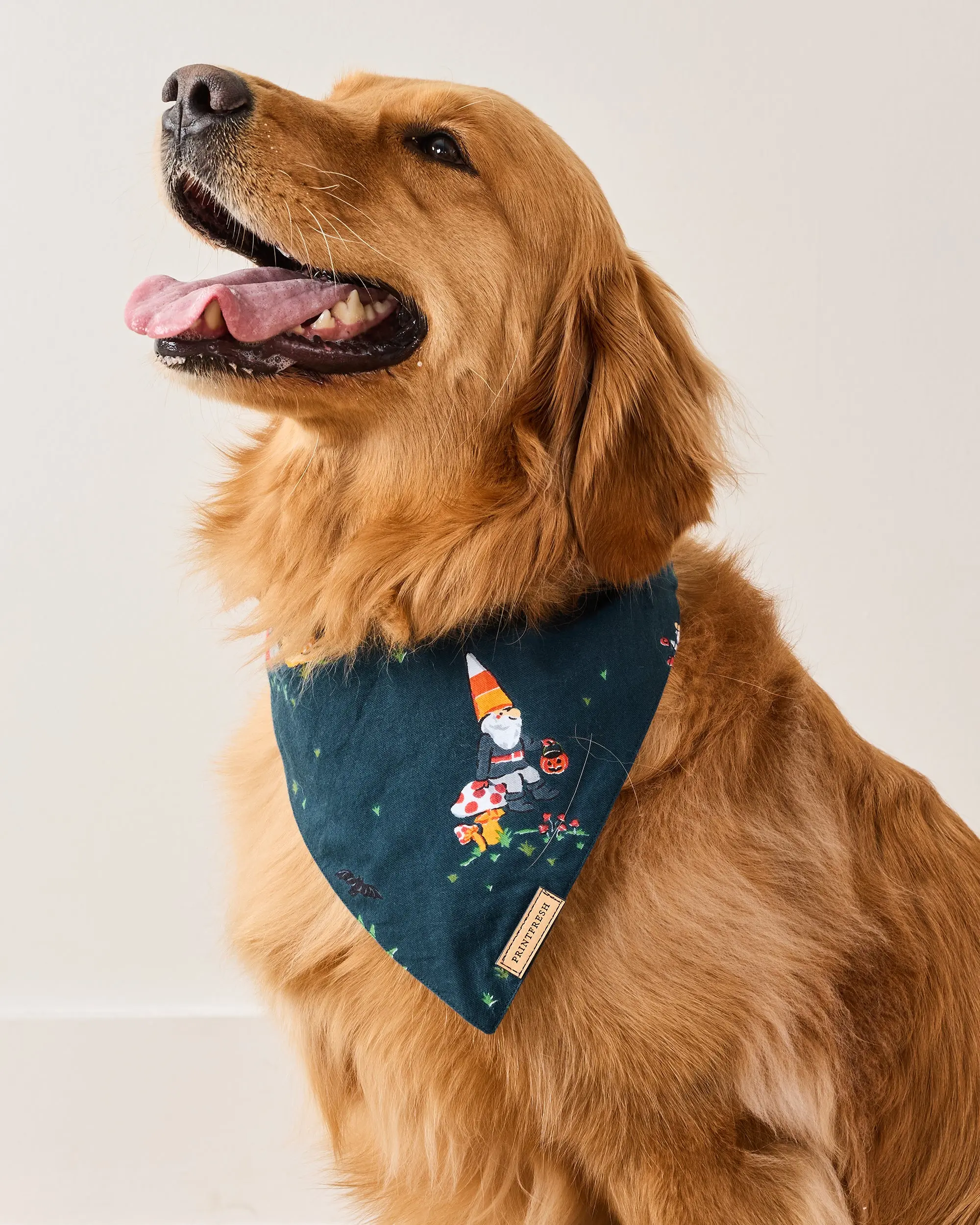 Mischief Night - Pet Bandana - Nightfall Blue