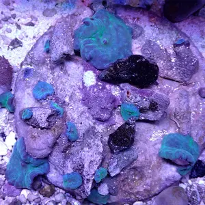 Blue Mushroom Colony WYSIWYG