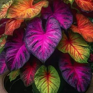 800 PCS Twilight Crow Hosta Seeds - Multi-Tone Foliage for Stunning Garden Displays All Seasons Giant Heartleafs with Electric Veins