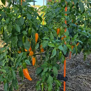 Off-Grid Plant Support Kit for Bell Peppers, Jalapeños, Banana Peppers & Select Raspberry Varieties - 2.5-3 ft. Tall, Reduces Stress, Easy to Install