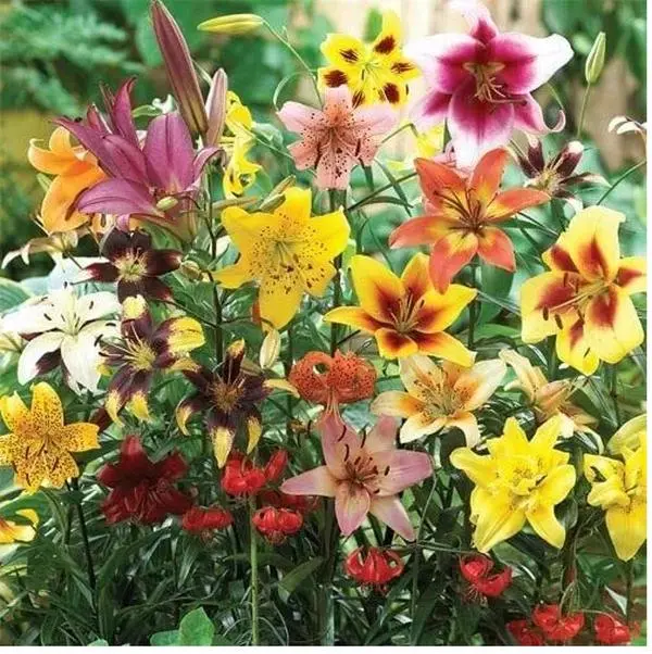 5 Mix Bulbs All Summer Lily Mix - Oriental, Tiger, Asiatic, Trumpet Lily Bulbs for Planting