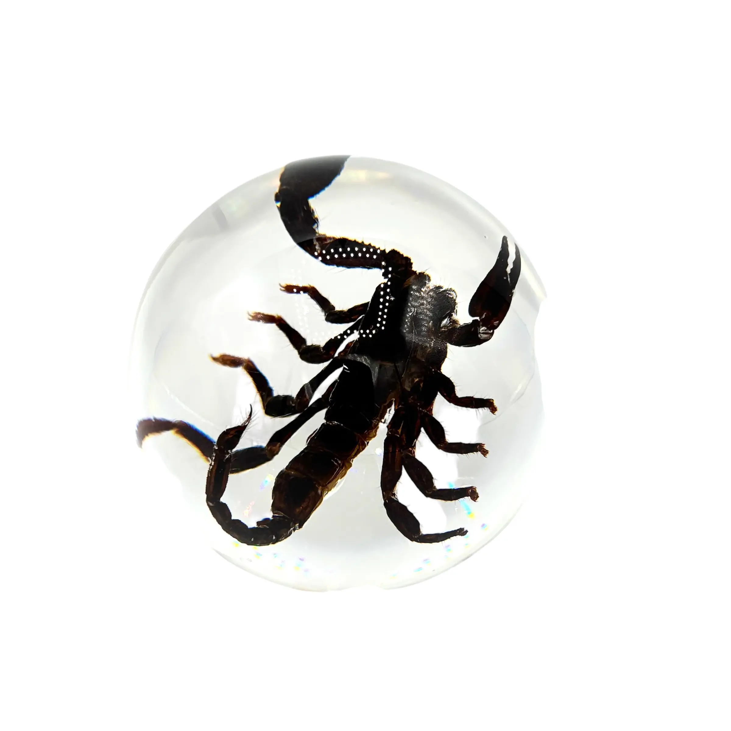 Real Black Scorpion Globe Desk Decoration