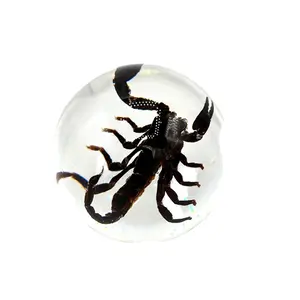 Real Black Scorpion Globe Desk Decoration