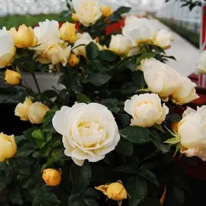 Popcorn Drift® Groundcover Rose Rosa 'Novarospop' Gold Spring Bloom Soft Yellow White Fragrant Zone 5-11 Low-Maintenance Garden Decor Upright Low-Growing Pest Resistant Full Sun
