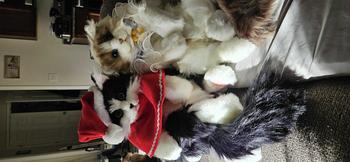 product review image from Chattycatty 1