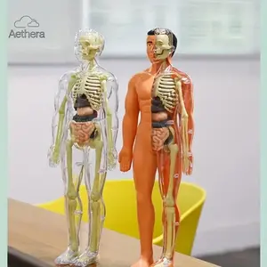 2026 New Arrival 30pcs Human Anatomy Model Set, Removable Organs Skeleton Torso for Science Classroom, Back to School, TikTok Shop Black Friday Offer
