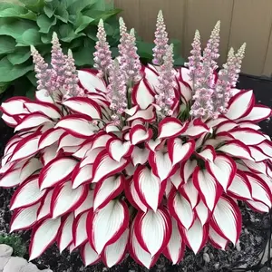 500pcs Rare Red & White Hosta Seeds - Stunning "Fire & Ice" Shade Perennial, Unique Elephant Ear Leaves, Fast-Growing Low Maintenance Foliage, Easy-to-Grow Non-GMO Garden