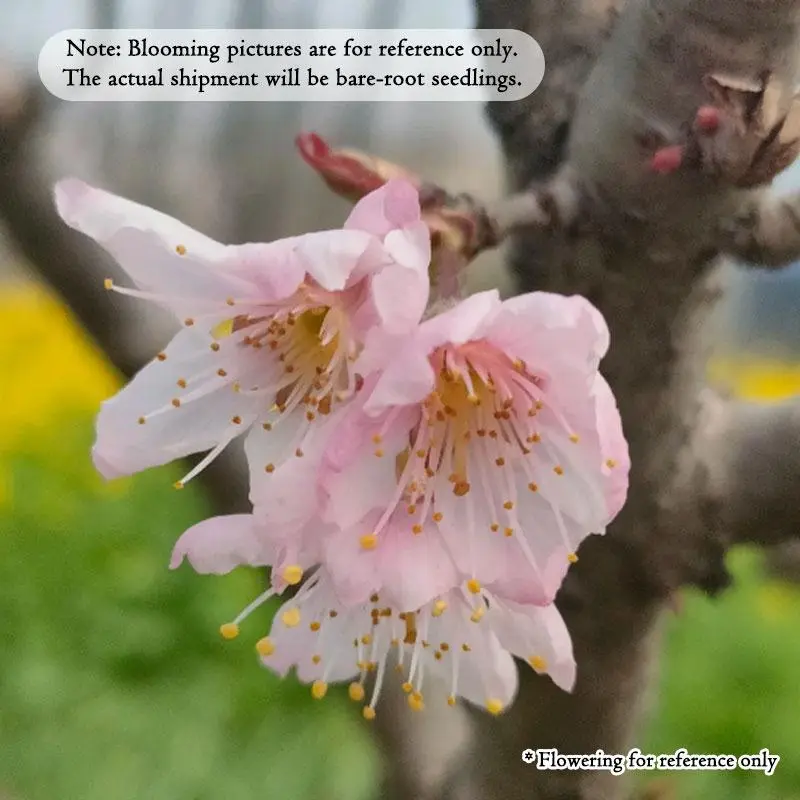 15-18in Cherry Blossom Bare Root Seedling, Pink Sakura Flower Tree For Yard Garden Landscaping